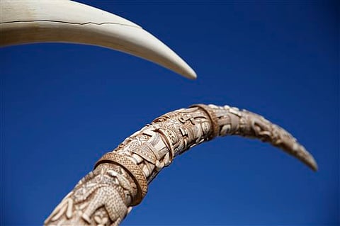For representational purpose. In image: Confiscated ivory tusks, one carved, the other not, among the six tons to be destroyed during an event at the National Wildlife Property Repository, at Rocky Mountain Arsenal National Wildlife Refuge, in Commerce Ci