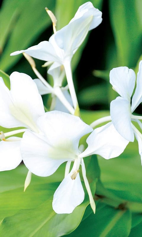 Fragrant and lovely, butterfly lily is perfect for your garden
