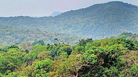 Dense forest. Image used for representational purpose