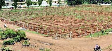 Saplings planted at the Markfed vacant land | Express photo