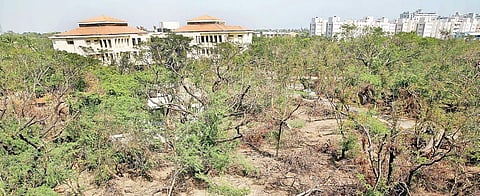 The IIT Madras campus is home to many species of flora and fauna (picture for representation purpose only)