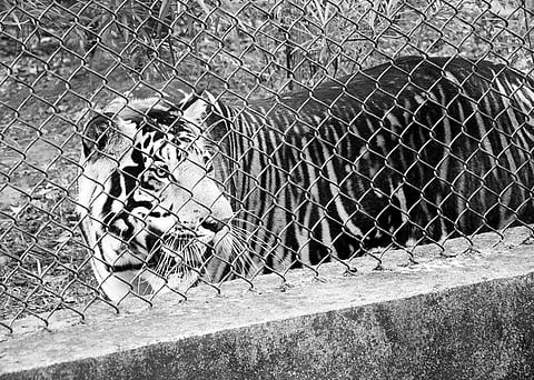 The one-year project will entail genetic analysis of the melanistic tigers in captivity at Nandankanan Zoological Park here as well as the wild ranging ones in Similipal Tiger Reserve.