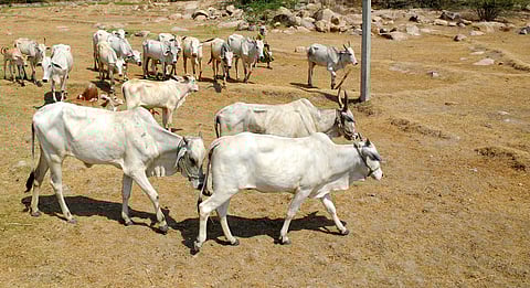 Cows walks on dried agricultural fields. | A Suresh Kumar/ EPS