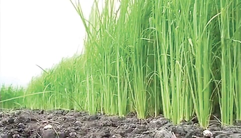 Plan to extend pokkali farming to 2,000 hectares