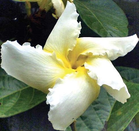 The many healing properties of the Fragipani vine