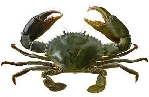 Mud crab farming to conserve dwindling species mooted