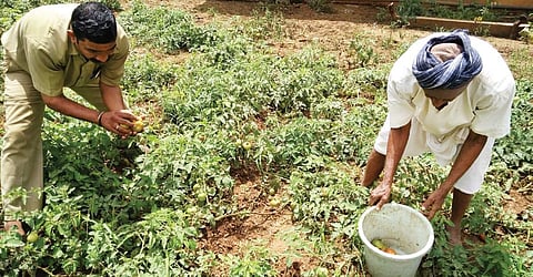Farmers harvesting tomatoes in a field near Navalur Agasi in Dharwad | Express