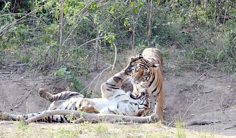 As locals and tourists started to gather to capture the incident, one of the tigers ran back into the wild. Crowds, however, continued to film the injured tigress
