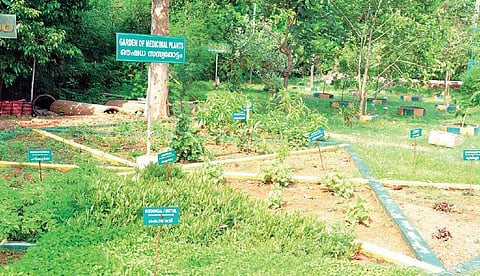 A garden of medicinal plants by NGIL