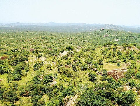 Rangayyanadurga Wildlife Sanctuary