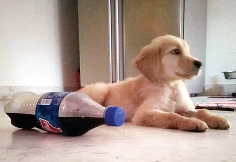 40-day-old pup abandoned, and is happier for it