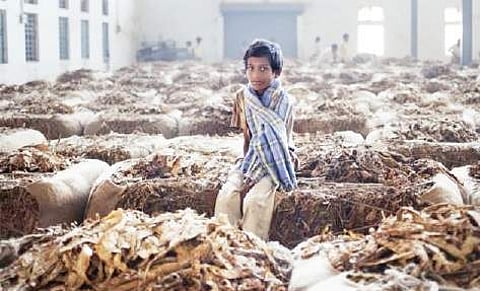 The tobacco auctions, which are normally concluded by July 15 and in extreme cases by July 30, might continue till August 15 and even further