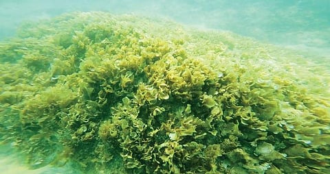 seaweed