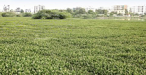 A view of Nagole lake covered with water hyacinth plant, in Hyderabad | sathya keerthi