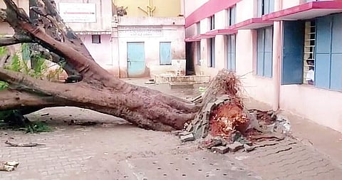 The tree which got uprooted after Monday’s rain, injuring four students of Sri Thimmaiahreddy Govt High School | Express