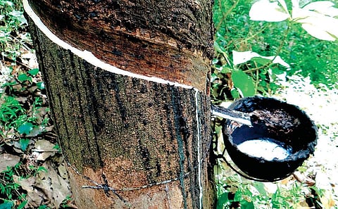 Issues faced by rubber cultivators cannot be addressed by the state government alone., Agriculture Minister said.