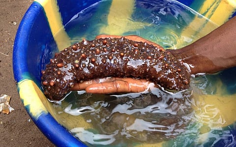 Sea cucumber