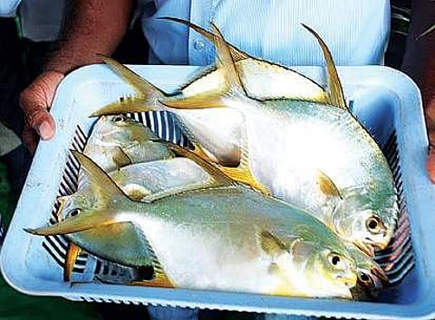 Indian pompano