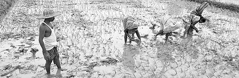 Farmers planting saplings in Dhenkanal I Express