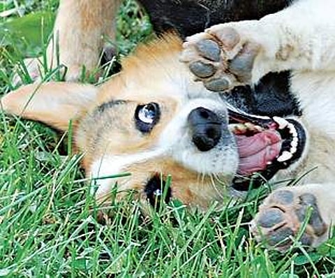 Do horror movies scare my dog?