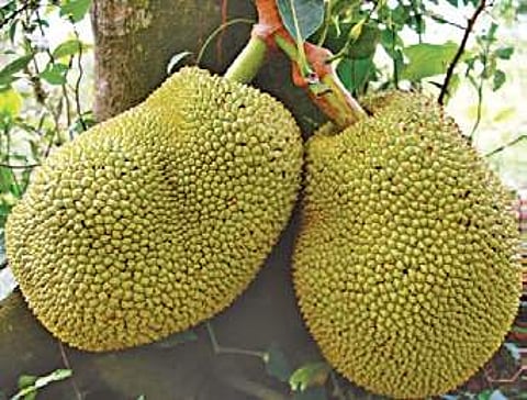 Taste and health, jackfruit has it all