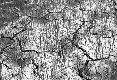 Drought cloud over Nuakhai in Odisha