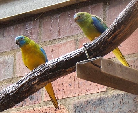 Australian turquoise parakeets (Photo | Wikipedia)