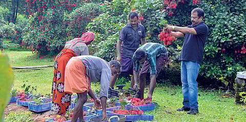 Renny Jacob Thankam Estate, Kanjirappally Age: 56 Education: CA Rambutan farmer