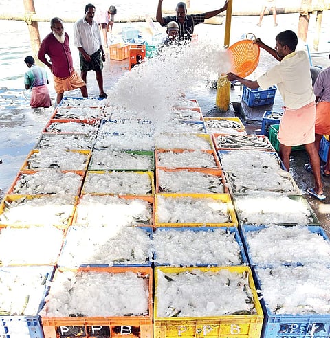 No serious violations in Ernakulam during trawling ban enforcement