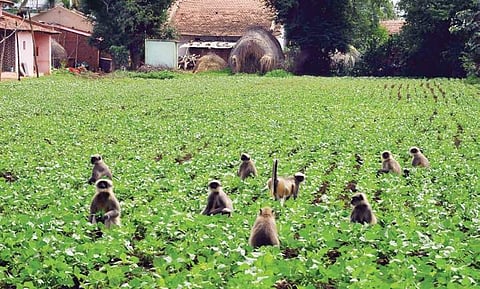 Monkeys at a green gram field in Yerikoppa in Dharwad district | express
