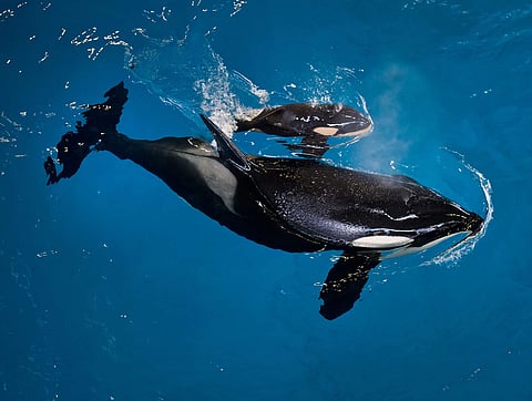Orca whales (File | AP)