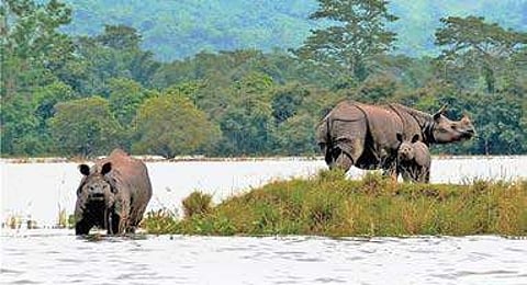 Rhinos with a calf at a highland during floods at the Kaziranga National Park in Nagaon district in Assam on Friday. (File photo by PTI)