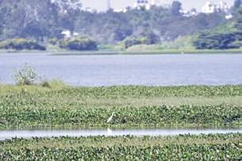 Silt-filled lakes in Bengaluru fail to impound water