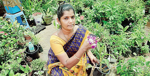 Herb garden grows on peanut cakes and aloe vera