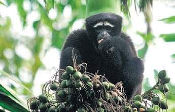 Right path to re-wild the world