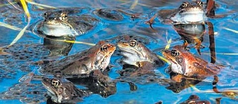 Decline in predators behind proliferation of mosquitoes