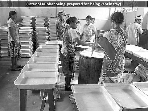 Tribals working in a rubber processing unit at Jadunathpur village in Barasahi block of Mayurbhanj | Express