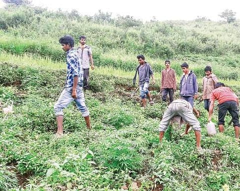 Workers hired by Excise officials destroy ganja farms in interior areas of Paderu mandal in Visakhapatnam agency on Wednesday | Express