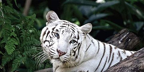 FIle photo of a white tiger.