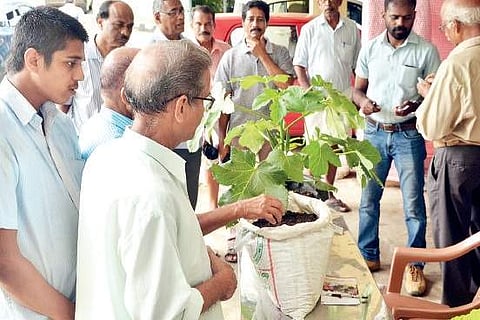 Visitors at the mela held at CMFRI examine the soil-less medium
