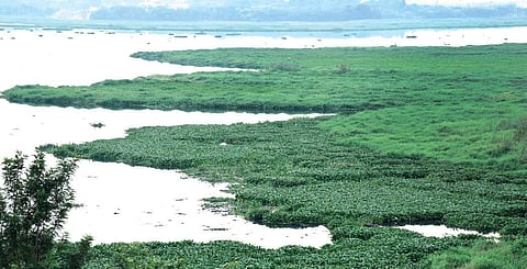 Clean lakes key to green fuel