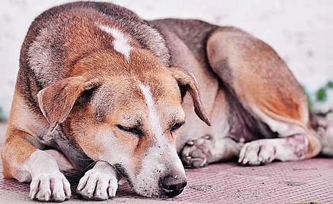 Ticks off the canines!