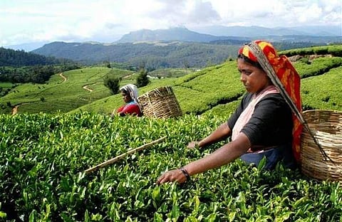 The reduced global availability of tea is likely to result in the continuation of an upward price trajectory across most international auction centres.
