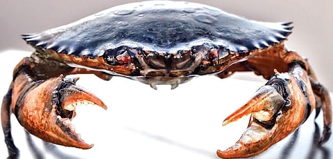 Animated crab is villain in Ravi Basrur’s Kataka