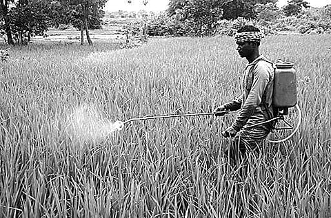 A farmer spraying weedicide on paddy crop in an agriculture field at Themra village in Sambalpur district | Express