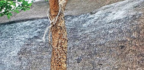 From Maadarasapattanam to Chennai, is the city really 378 years old?