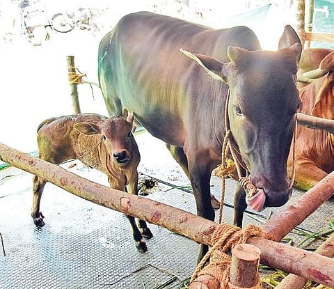 Centre’s desi cow love comes as a blessing