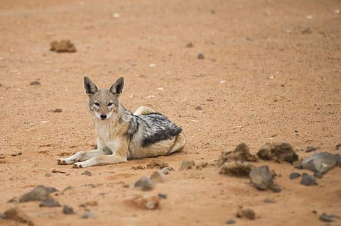 For representational purposes