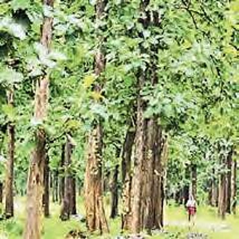 Vanishing act: Teak no more in Telangana’ top five tree species