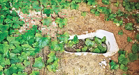 Creepers grow in unused toilets at Sarvarajanpettai. (EPS | Sushmitha Ramakrishnan)